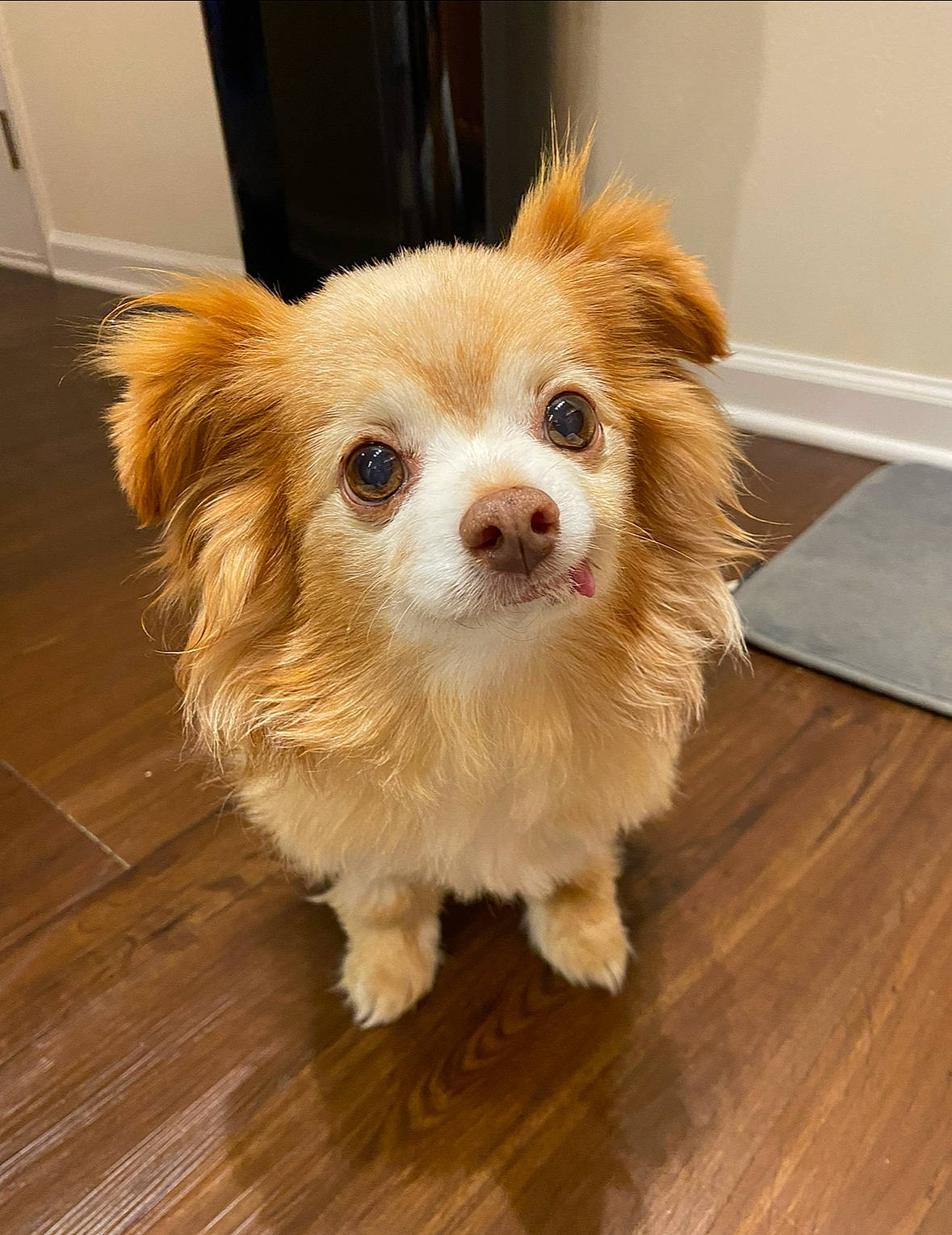 Franklin is registered to the contest to win money with this photo: ball, canidae, carnivore, companion_dog, dog, dog_breed, fawn, flooring, fur, hair, hardwood, plank, snout, sporting_group, toy_dog, varnish, whiskers, wood, wood_flooring, wood_stain