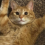 Hercules joined the competition — help win amazing prizes! cat, orange_tabby, fluffy, pet, animal, carpet, paw, whiskers, fur, wide_eyes, cute, indoor, relaxed, mammal, closeup, lying_down, curious, domestic_cat, feline, raised_paw