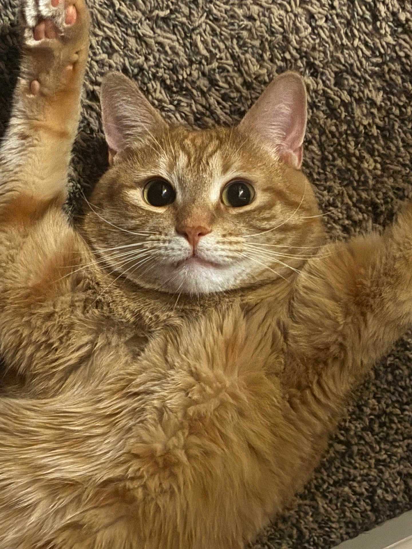 Hercules