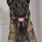 Roxy participe au concours pour gagner de l'argent avec cette photo : animal, black, brown, canine, close_up, dog, door, ears, floor, friendly, fur, german_shepherd, house, indoor, looking_at_camera, pet, portrait, sitting, tiles, tongue_out