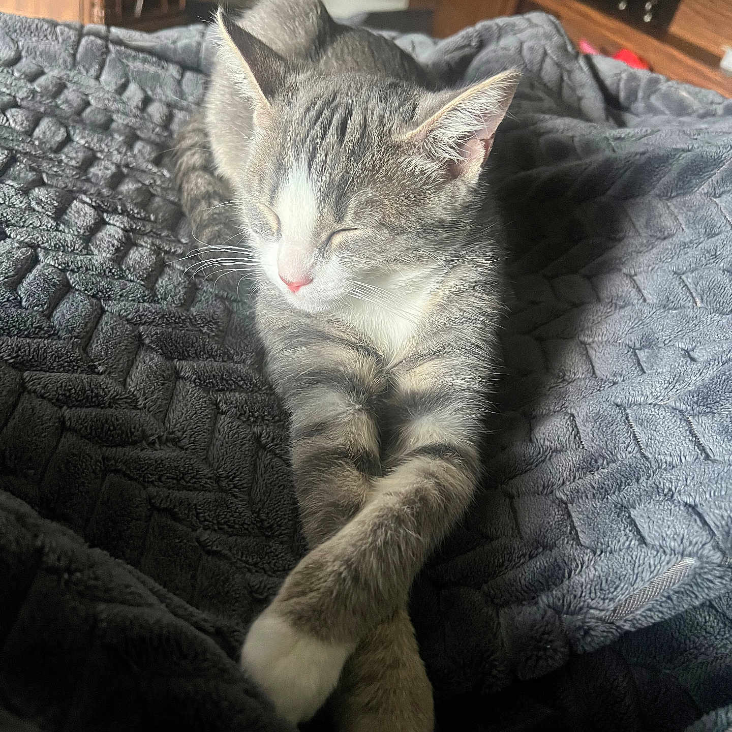 Koda joined the competition — help win amazing prizes! abyssinian, animal, bed, bedroom, blanket, cat, couch, cushion, drawer, furniture, homedecor, indoors, kitten, linen, manx, person, pet, quilt, room, sleeping