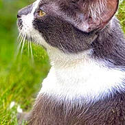 Dash joined the competition — help win amazing prizes! animal, cat, close_up, daylight, domestic_animal, ear, feline, fur, grass, gray_cat, greenery, looking_away, mammal, nature, outdoor, peaceful, pet, side_profile, whiskers, white_cat