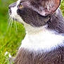animal, cat, close_up, daylight, domestic_animal, ear, feline, fur, grass, gray_cat, greenery, looking_away, mammal, nature, outdoor, peaceful, pet, side_profile, whiskers, white_cat