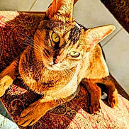 Nina joined the competition — help win amazing prizes! cat, tabby, pet, animal, indoor, chair, patterned_fabric, sunlight, relaxed, feline, whiskers, ears, eyes, paws, fur, domestic_cat, cute, looking_up, resting, cozy