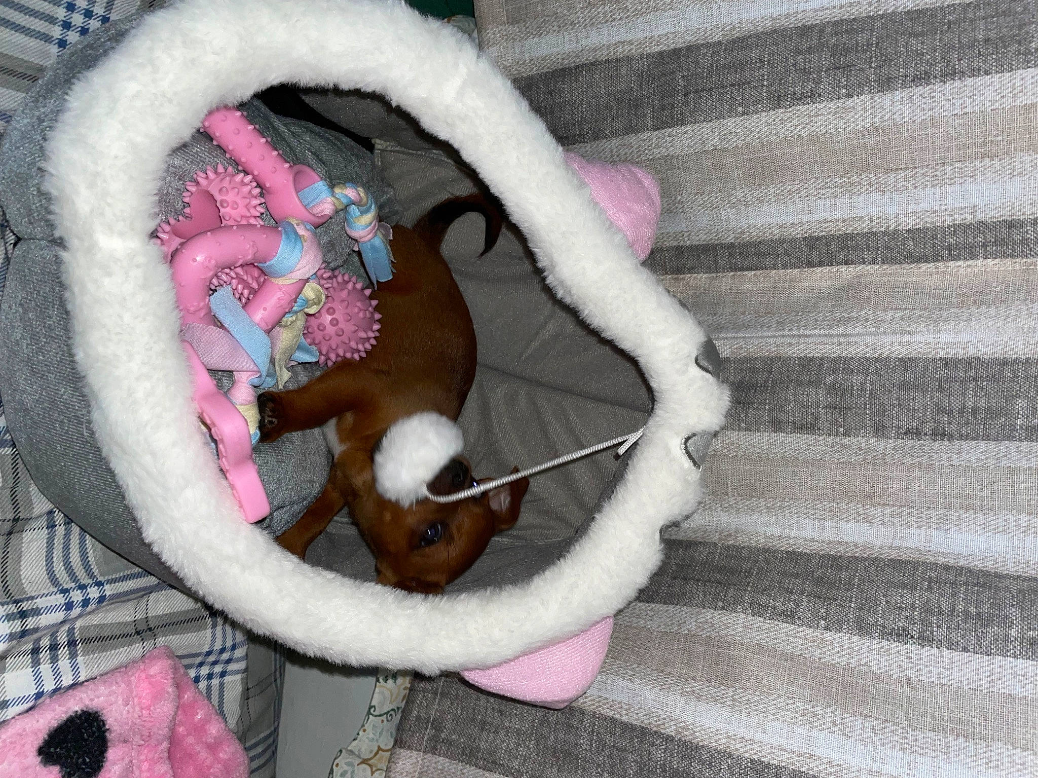 Amber joined the competition — help win amazing prizes! baby_products, carnivore, cat_bed, cat_supply, comfort, companion_dog, dog_supply, fashion_accessory, fawn, felidae, fur, magenta, pet_supply, pink, product, small_to_medium_sized_cats, tail, textile, toy, wood