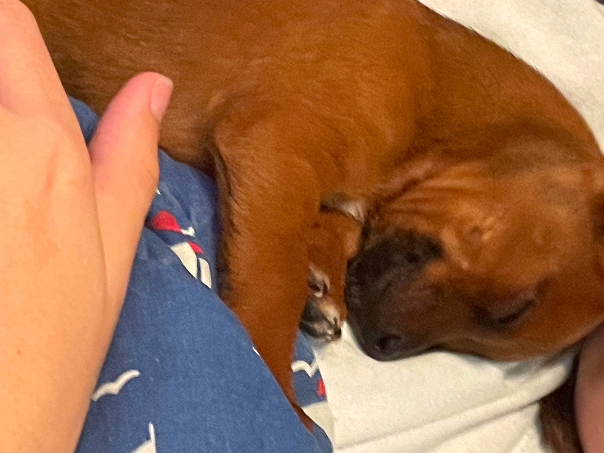 Amber joined the competition — help win amazing prizes! canidae, carnivore, collar, comfort, companion_dog, dog, dog_breed, dog_supply, ear, electric_blue, fawn, liver, nap, non_sporting_group, paw, pet_supply, snout, sporting_group, whiskers, working_animal