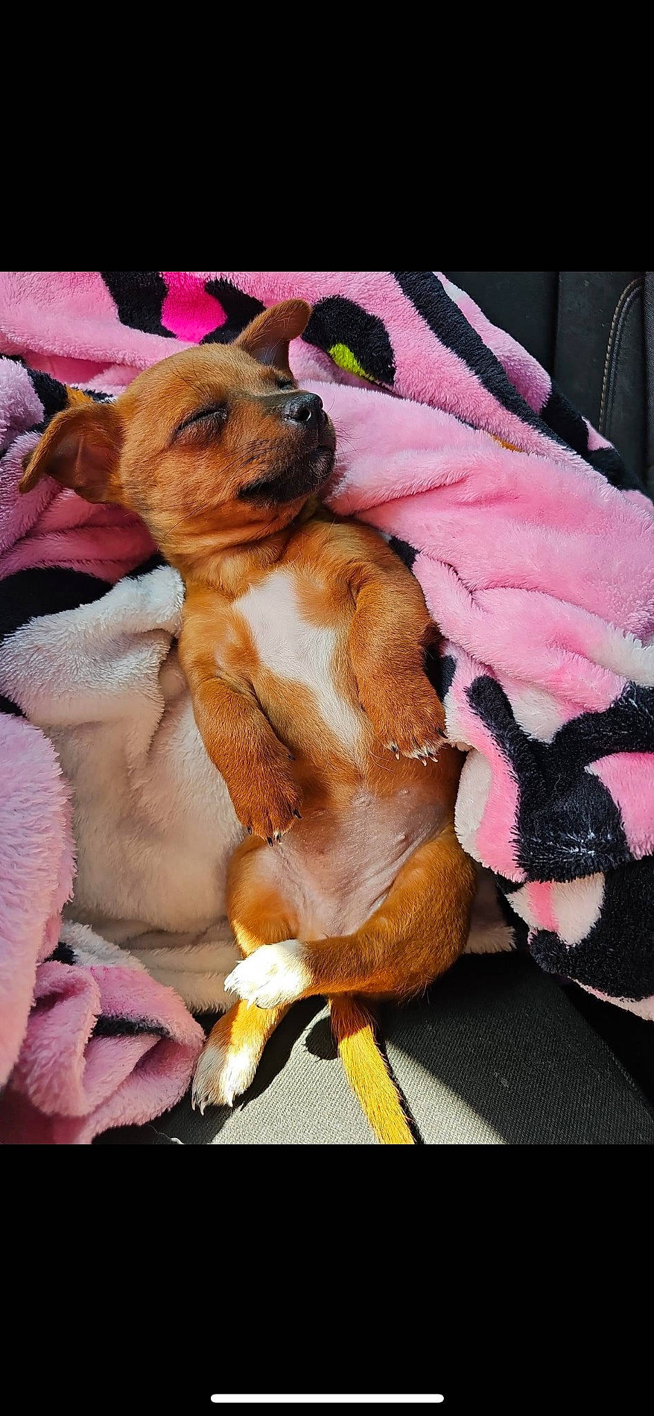 Amber joined the competition — help win amazing prizes! canidae, carnivore, collar, comfort, companion_dog, dog, dog_breed, dog_supply, fawn, fur, linens, liver, magenta, paw, pink, sporting_group, toy_dog, whiskers, working_animal, wrinkle