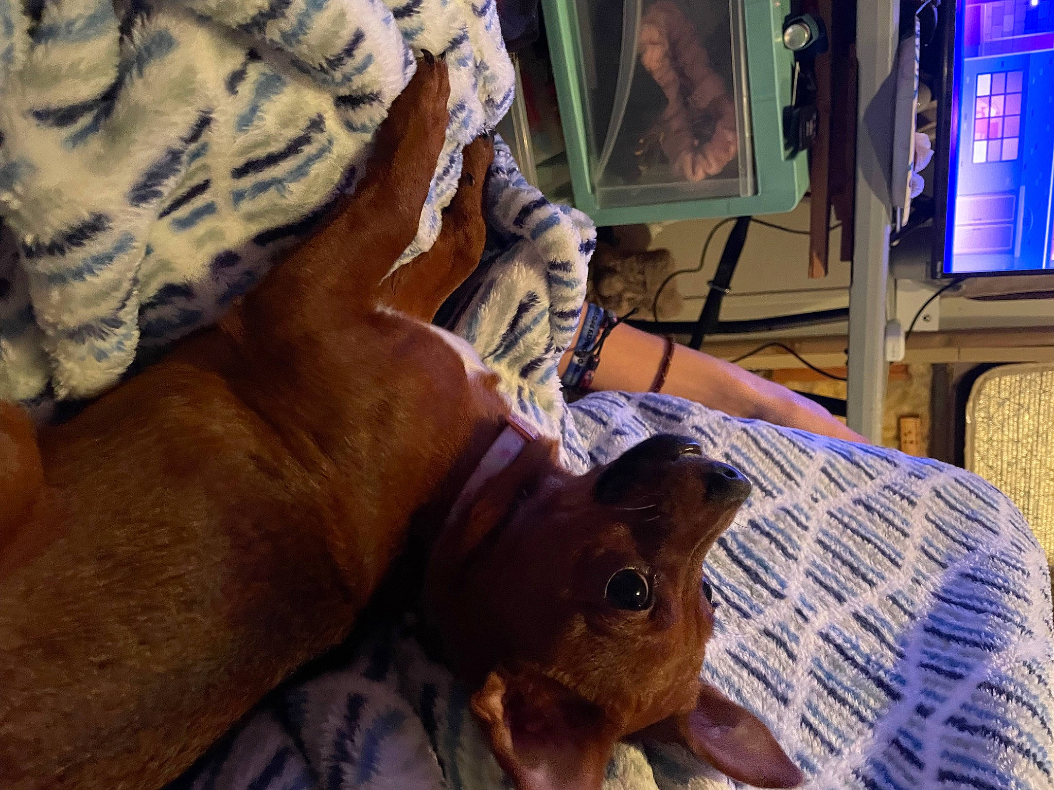 Amber is registered to the contest to win money with this photo: canidae, carnivore, comfort, companion_dog, dog_breed, ear, fawn, felidae, flesh, fur, human_leg, liver, livestock, room, snout, sporting_group, television, whiskers, working_animal, wrinkle