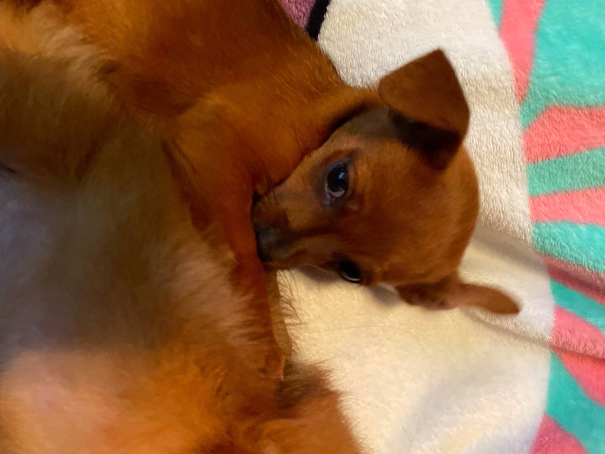 Amber is registered to the contest to win money with this photo: carnivore, close_up, comfort, companion_dog, dog, dog_breed, fawn, flooring, fur, linens, liver, paw, snout, sporting_group, terrestrial_animal, toy_dog, whiskers, wood, working_animal, woven_fabric