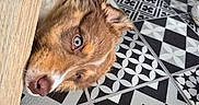 Borea a rejoint le concours — aidez-le/la à gagner de superbes lots ! dog, puppy, blue_eyes, brown_fur, close_up, floor_tiles, patterned_floor, black_and_white, wood, pet, lying_down, curious, indoor, animal, cute, young_dog, fur, nose, ears, resting