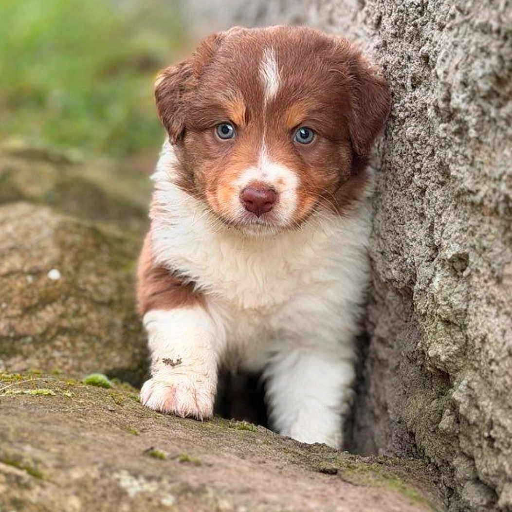 Borea participe au concours pour gagner de l'argent avec cette photo : puppy, dog, brown, white, blue_eyes, fur, cute, animal, pet, outdoor, nature, stone, rocks, moss, wall, portrait, young, curious, closeup, adorable