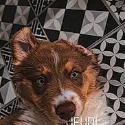 Borea participe au concours pour gagner de l'argent avec cette photo : puppy, dog, pet, floor, tile_floor, patterned_floor, sneaker, shoe, indoor, cute, fur, brown_and_white, looking_at_camera, close_up, portrait, animal, cozy, domestic, young_dog, resting