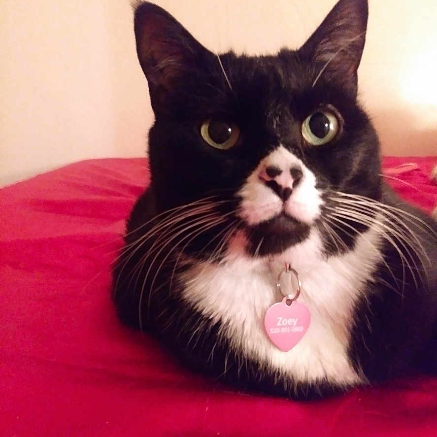 Zoey is registered to the contest to win money with this photo: accessories, animal, bed, blackcat, bodypart, cat, collar, cushion, face, furniture, head, homedecor, kitten, manx, mouth, person, pet, photography, portrait, tongue