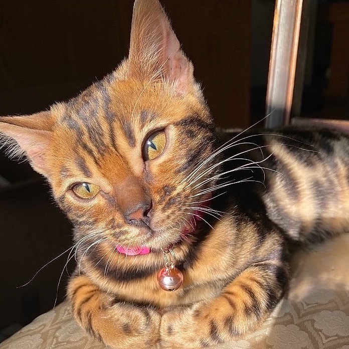 Cleo joined the competition — help win amazing prizes! abyssinian, accessories, animal, bodypart, cat, collar, couch, egyptiancat, face, furniture, head, jewelry, kitten, manx, mouth, necklace, person, pet, photography, portrait