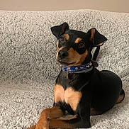 Effy a rejoint le concours — aidez-le/la à gagner de superbes lots ! dog, pet, black_and_tan, small_dog, sitting, crossed_paws, collar, blue_collar, tag, pointed_ears, brown_eyes, short_hair, indoor, blanket, bed, cozy, portrait, close_up, animal, photography
