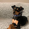 dog, pet, black_and_tan, small_dog, sitting, crossed_paws, collar, blue_collar, tag, pointed_ears, brown_eyes, short_hair, indoor, blanket, bed, cozy, portrait, close_up, animal, photography