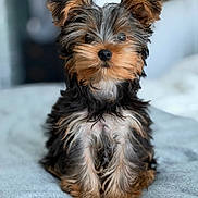 Jonas joined the competition — help win amazing prizes! dog, puppy, yorkshire_terrier, small_dog, portrait, sitting, fluffy, long_hair, black_and_tan, brown, gray, ears, nose, eyes, fur, pet, indoors, bed, soft_blanket, close_up