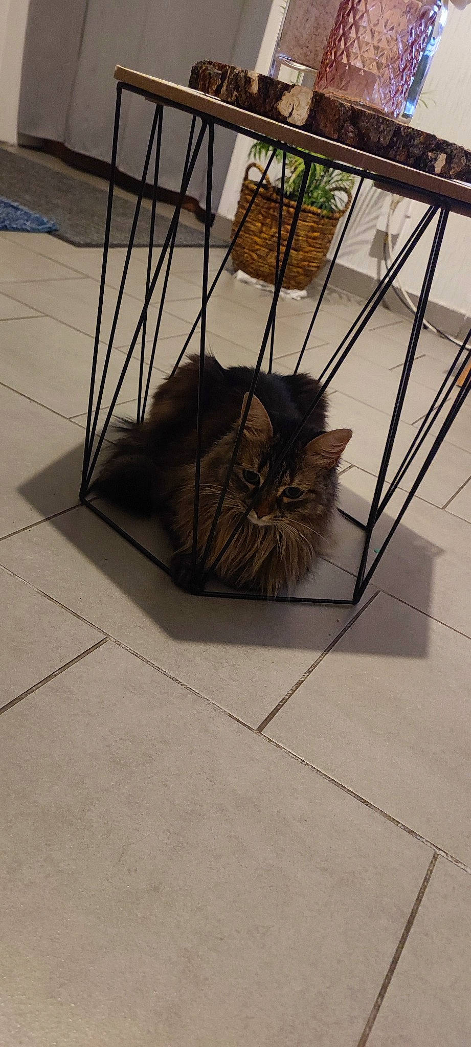 Mya participe au concours pour gagner de l'argent avec cette photo : carnivore, cat, fawn, felidae, floor, flooring, flowerpot, fur, grey, hardwood, laminate_flooring, luggage_and_bags, metal, plant, road_surface, small_to_medium_sized_cats, tail, tile_flooring, whiskers, wood