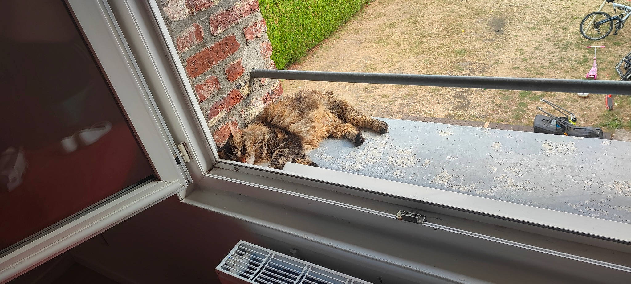 Mya a rejoint le concours — aidez-le/la à gagner de superbes lots ! auto_part, automotive_exterior, automotive_window_part, canidae, carnivore, companion_dog, dog_breed, fawn, felidae, fur, grass, plant, small_to_medium_sized_cats, snout, sporting_group, tail, vehicle_door, window, windshield, wood