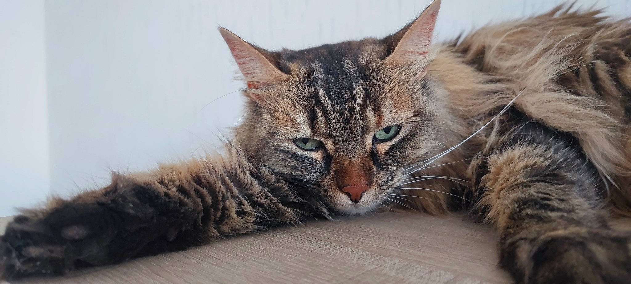 Mya participe au concours pour gagner de l'argent avec cette photo : carnivore, cat, claw, comfort, domestic_short_haired_cat, felidae, fur, paw, small_to_medium_sized_cats, snout, terrestrial_animal, whiskers, wildlife