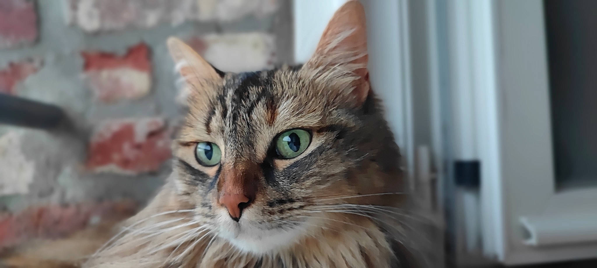 Mya participe au concours pour gagner de l'argent avec cette photo : carnivore, cat, domestic_short_haired_cat, eye, felidae, fur, hair, head, small_to_medium_sized_cats, terrestrial_animal, tree, whiskers, wildlife