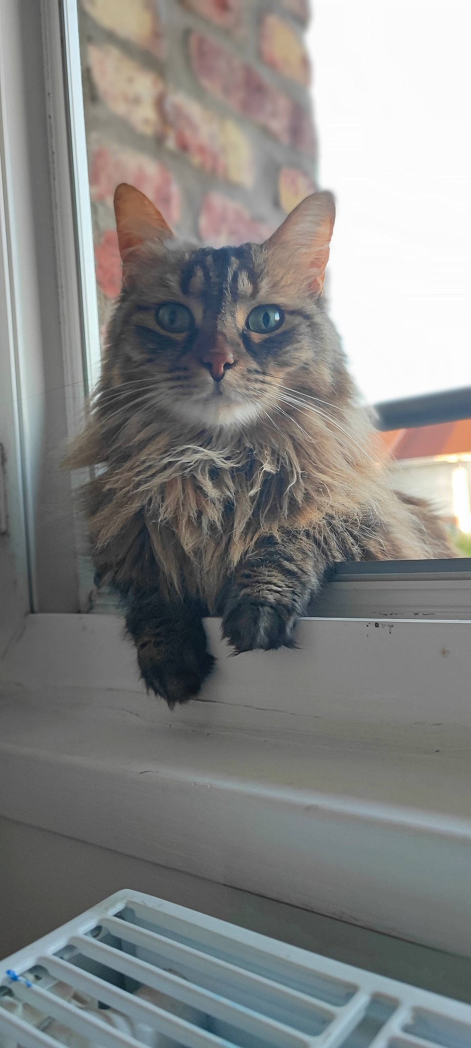 Mya participe au concours pour gagner de l'argent avec cette photo : box, carnivore, cat, claw, domestic_short_haired_cat, felidae, fur, maine_coon, small_to_medium_sized_cats, snout, whiskers, window