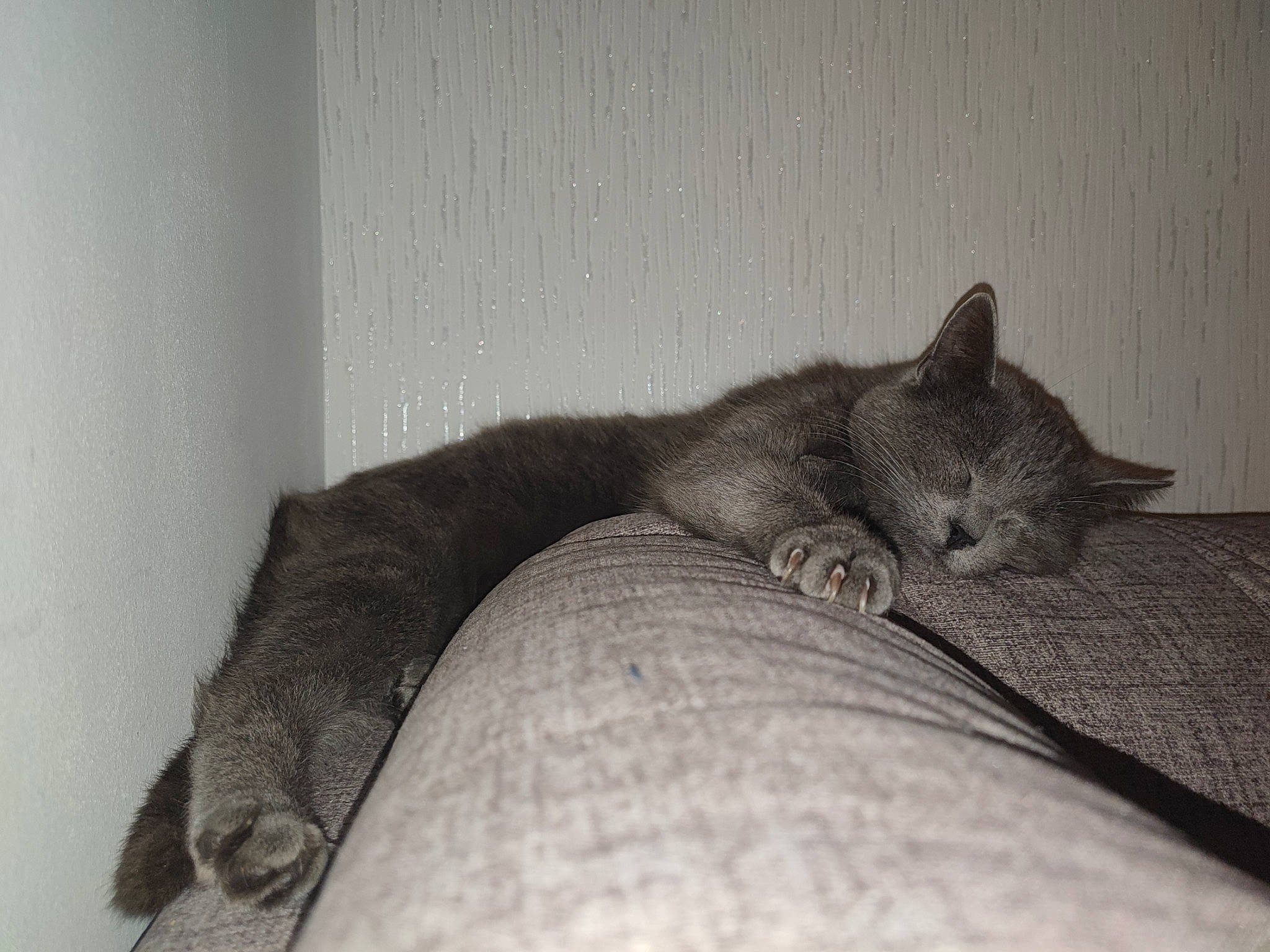 Misstigris participe au concours pour gagner de l'argent avec cette photo : carnivore, cat, comfort, domestic_short_haired_cat, eye, fawn, felidae, fur, grey, human_leg, linens, monochrome, monochrome_photography, paw, small_to_medium_sized_cats, snout, tail, terrestrial_animal, whiskers, wood