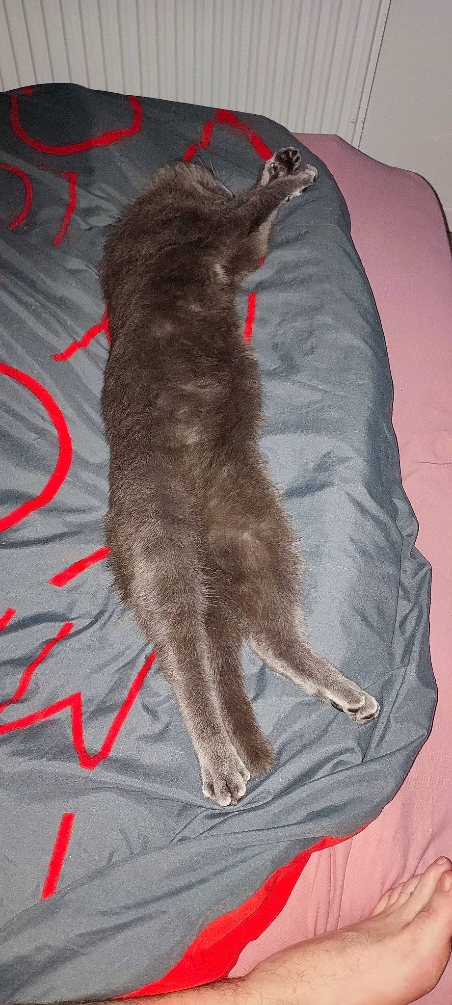 Misstigris participe au concours pour gagner de l'argent avec cette photo : black_cat, canidae, carnivore, cat, claw, comfort, dog_breed, domestic_short_haired_cat, felidae, foot, fur, grey, paw, rug, small_to_medium_sized_cats, sporting_group, tail, whiskers