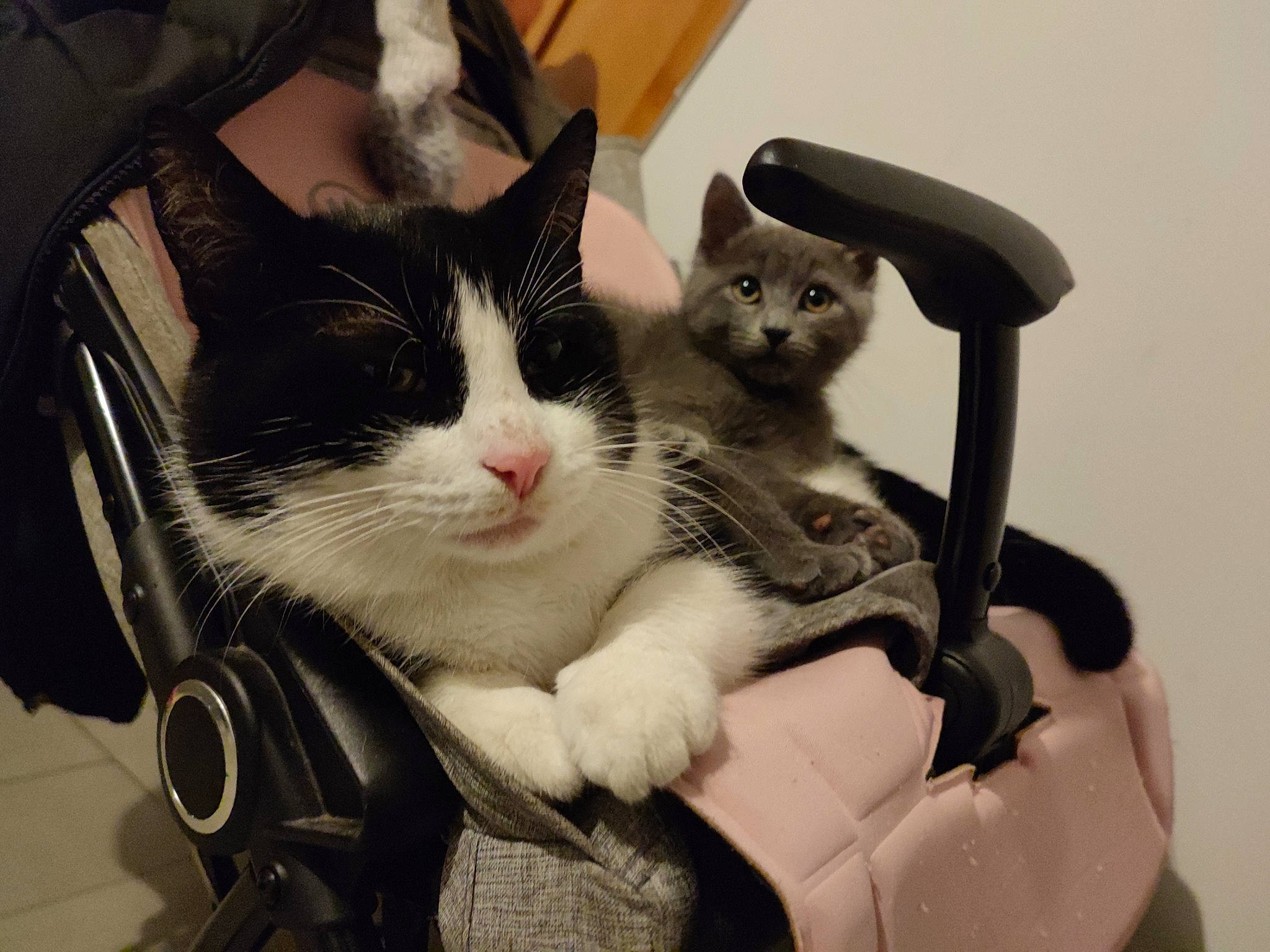 Grifouille participe au concours pour gagner de l'argent avec cette photo : bag, box, cardboard, carnivore, cat, chair, comfort, domestic_short_haired_cat, felidae, fur, lap, luggage_and_bags, paw, sitting, small_to_medium_sized_cats, snout, tail, whiskers