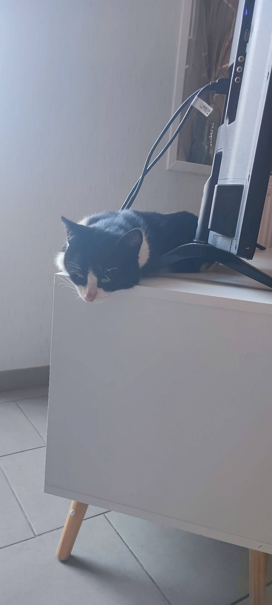 Grifouille participe au concours pour gagner de l'argent avec cette photo : automotive_design, automotive_exterior, automotive_window_part, carnivore, cat, comfort, domestic_short_haired_cat, felidae, flooring, laptop, room, small_to_medium_sized_cats, tail, vehicle, vehicle_door, whiskers, window, windshield, wood