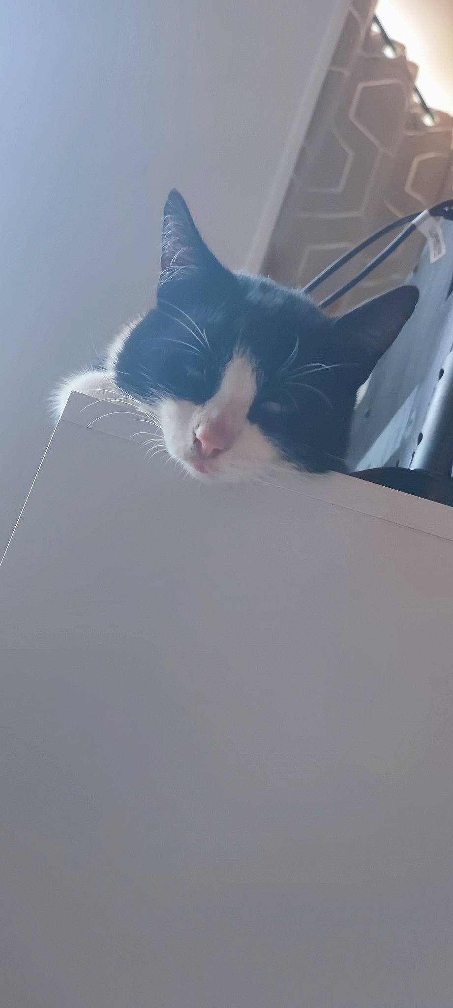 Grifouille participe au concours pour gagner de l'argent avec cette photo : automotive_design, automotive_exterior, carnivore, cat, cloud, domestic_short_haired_cat, felidae, fur, hood, paw, personal_luxury_car, rim, sky, small_to_medium_sized_cats, snout, tail, vehicle_door, whiskers, window, windshield