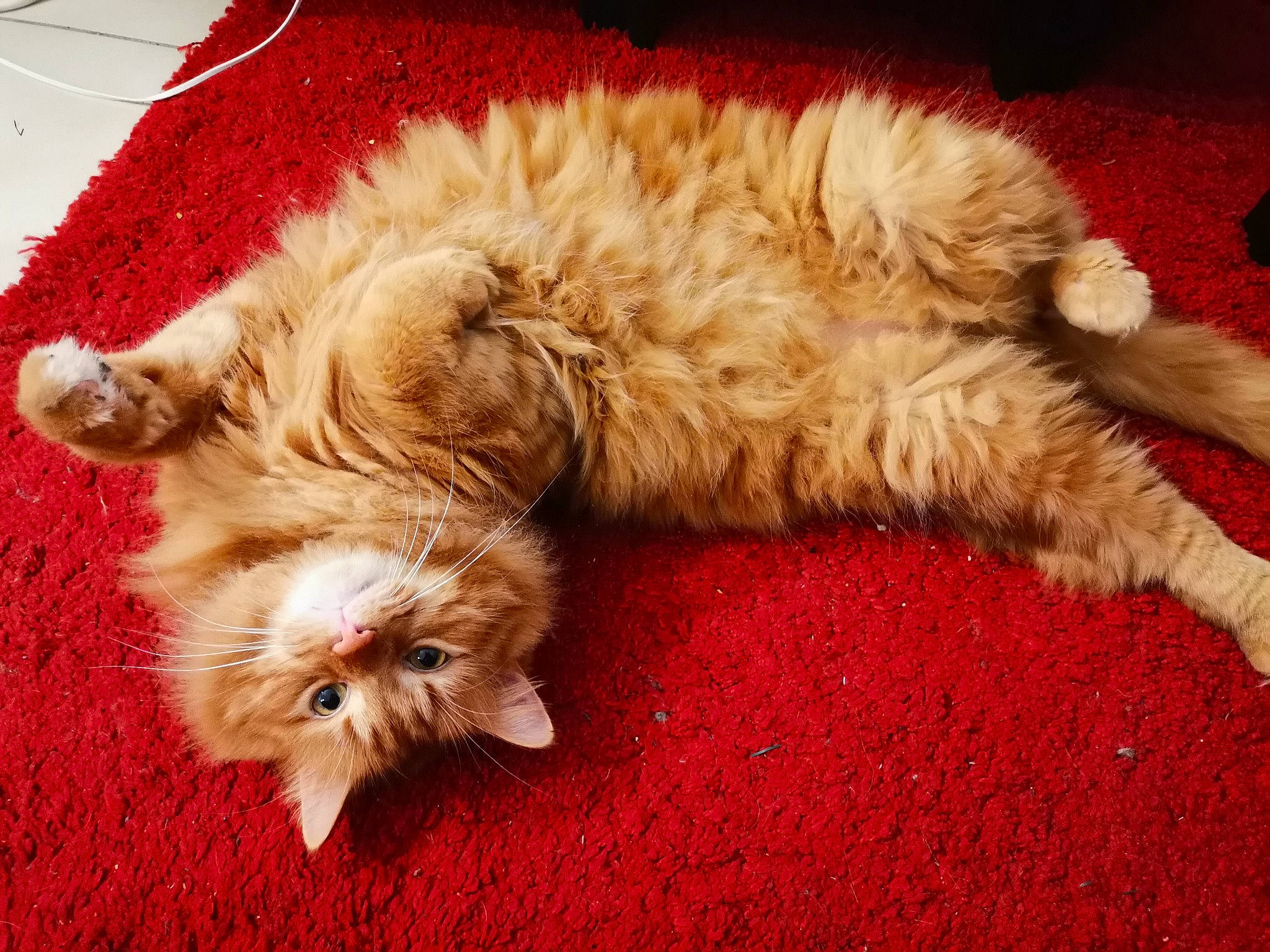 Ares a rejoint le concours — aidez-le/la à gagner de superbes lots ! canidae, carnivore, cat, claw, comfort, companion_dog, dog, dog_breed, fawn, felidae, flooring, fur, paw, small_to_medium_sized_cats, snout, sporting_group, tail, terrier, toy_dog, whiskers