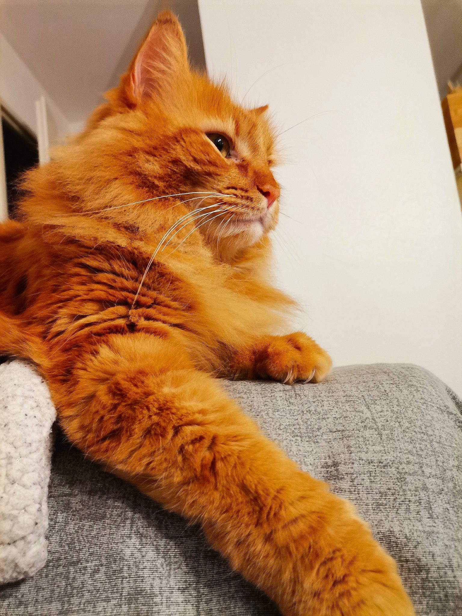 Ares participe au concours pour gagner de l'argent avec cette photo : box, carnivore, cat, claw, comfort, domestic_short_haired_cat, eye, fawn, felidae, flooring, foot, fur, gesture, human_leg, paw, small_to_medium_sized_cats, tail, whiskers, window, wood