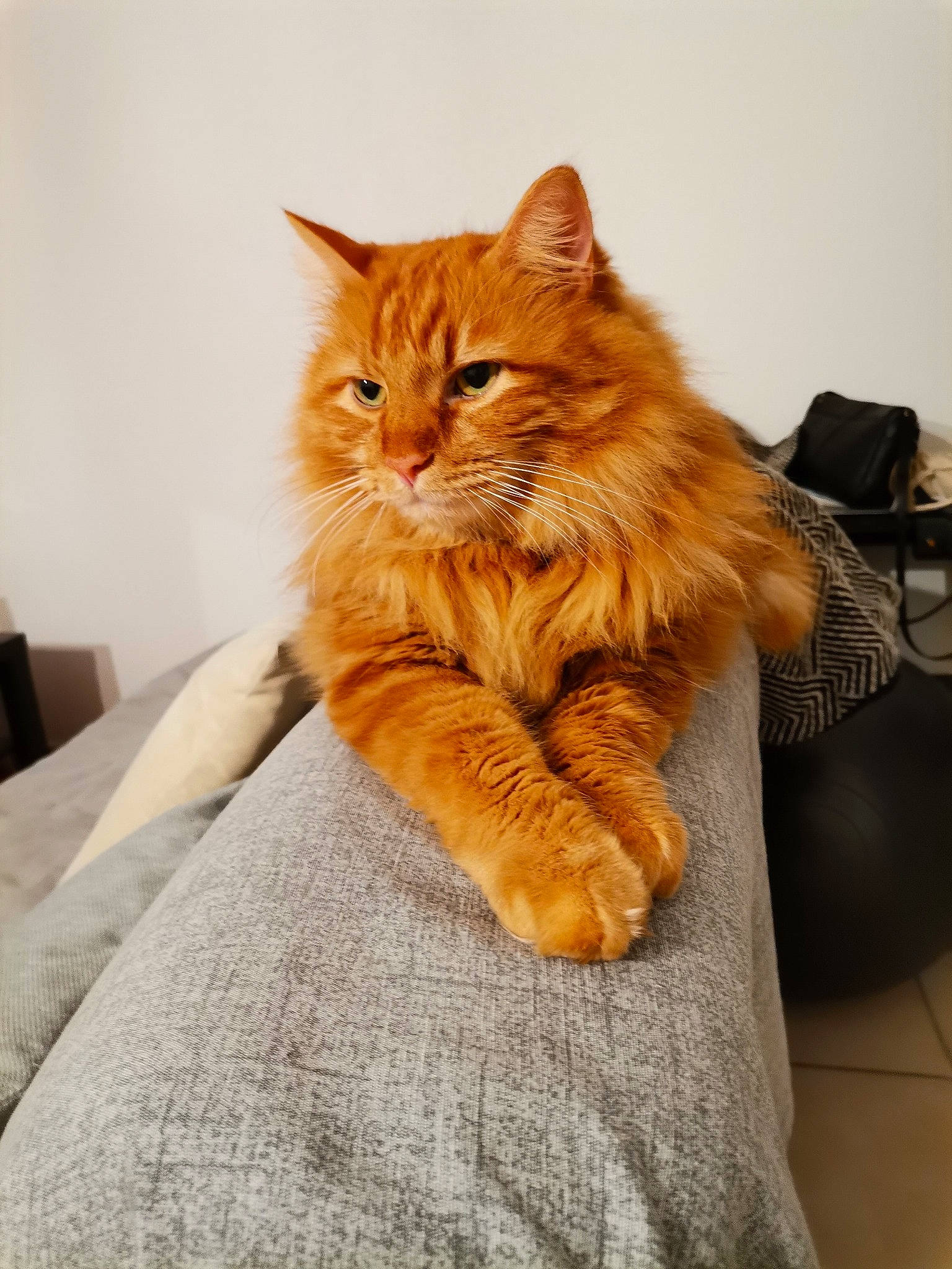 Ares participe au concours pour gagner de l'argent avec cette photo : bag, box, carnivore, cat, claw, comfort, domestic_short_haired_cat, eye, fawn, felidae, fur, maine_coon, peach, plant, small_to_medium_sized_cats, snout, tail, whiskers, window, wood