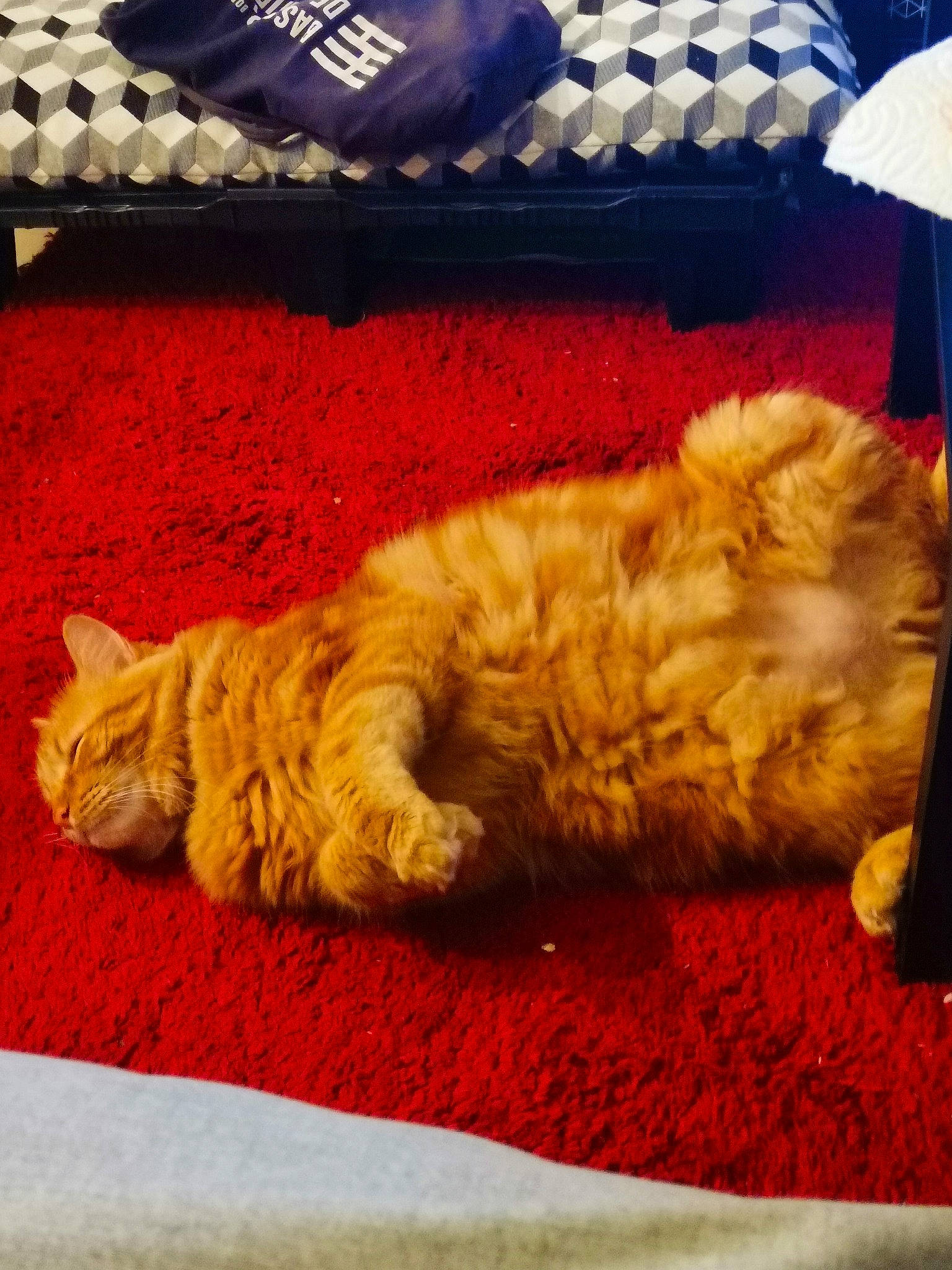 Ares a rejoint le concours — aidez-le/la à gagner de superbes lots ! carnivore, carpet, cat, claw, cloud, comfort, companion_dog, domestic_short_haired_cat, felidae, flooring, fur, linens, nap, orange, paw, sky, small_to_medium_sized_cats, square, tail, whiskers