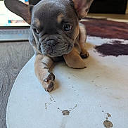 Lokie is registered to the contest to win money with this photo: puppy, french_bulldog, dog, pet, indoor, cute, animal, fur, ears, face, laying_down, carpet, home, laptop, wood_floor, brown, white, curious, closeup, adorable