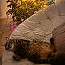 cat, chair, christmas_tree, cozy, cushion, decorations, feline, festive, furniture, holiday, home, indoor, ornaments, pet, relaxation, sleeping_cat, string_lights, tabby_cat, warm_lighting, wood_floor