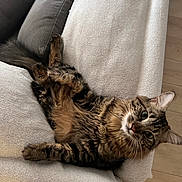 Maquis participe au concours pour gagner de l'argent avec cette photo : beige, brown, cat, couch, cozy, curious, feline, fur, indoor, looking, paws, pet, relaxed, sofa, striped, tabby_cat, texture, whiskers, wide_eyes, wooden_floor
