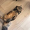 Maquis a rejoint le concours — aidez-le/la à gagner de superbes lots ! animal, carpet, cat, cozy, curious, cute, domestic_cat, feline, fluffy, fur, home, indoor, lying_down, paws, pet, relaxed, resting, tabby, tail, wooden_floor