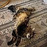 Maquis participe au concours pour gagner de l'argent avec cette photo : animal, cat, comfort, cozy, fluffy, fur, furniture_leg, home, indoor, patterned_rug, peaceful, pet, relaxed, resting, rug, sleeping, tabby, tail, whiskers, wooden_floor