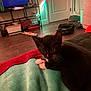 Sticky is registered to the contest to win money with this photo: backpack, black_and_white, blanket, broom, cat, cozy, curious, door, floor, furniture, home, indoor, kitten, pet, resting, soft_texture, television, whiskers, wood_floor, young_animal
