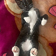 Sticky is registered to the contest to win money with this photo: animal, black_and_white, blanket, cat, cute, fur, indoor, kitten, lying_down, patterned_blanket, paw, pet, pink_paw_pad, playful, relaxed, small, soft, tuxedo_cat, whiskers, young