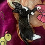Sticky is registered to the contest to win money with this photo: animal, black_and_white, blanket, cartoon, cat, colorful, cute, domestic, duck, fur, indoor, kitten, laying_down, paws, pet, playful, relaxed, soft, whiskers, young