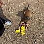 brown_fur, chew_toy, collar, dog, gravel, human_foot, lying_down, outdoor, pet, pikachu, playful, plush_toy, puppy, rocky_ground, shadow, shoe, sneaker, tongue_out, top_down, yellow_toy