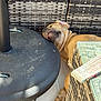 brown_fur, closeup, cozy, dog, furniture, glass_table, muzzle, nap, outdoor, patio, paw, pet, relaxation, sleeping_dog, sunlight, tile_floor, tongue, umbrella_base, wicker, woven_texture