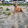 Aiden participe au concours pour gagner de l'argent avec cette photo : beach, blue_sky, buildings, canine, dog, evening_light, footprints, grass, happy_dog, houses, people, plant, playful, sand, sitting, sky, stick_in_mouth, tail, urban_beach, vegetation