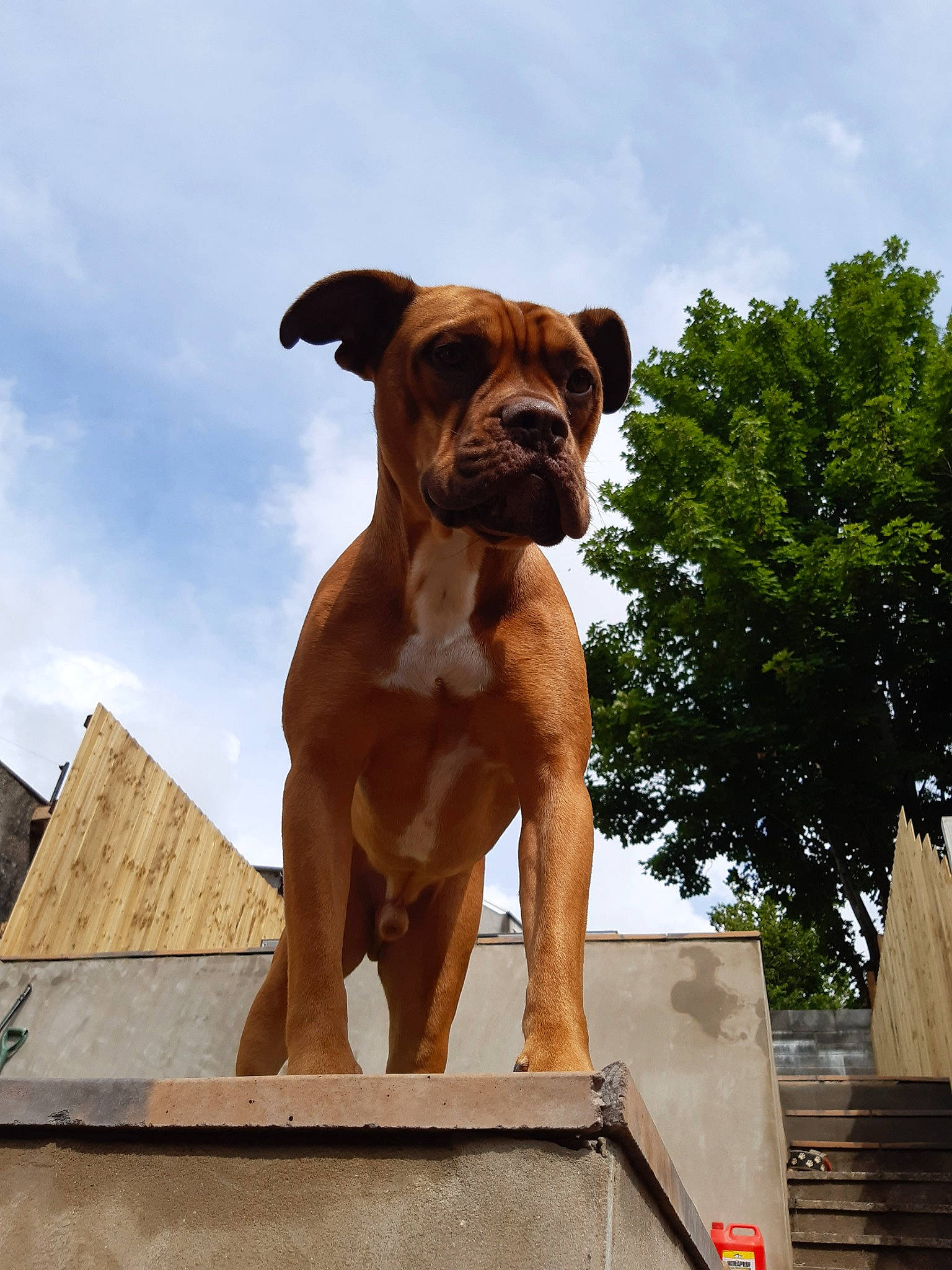 Stanley is registered to the contest to win money with this photo: ancient_dog_breeds, boerboel, boxer, bullmastiff, canidae, carnivore, companion_dog, dog, dog_breed, dogue_de_bordeaux, fawn, guard_dog, mammal, molosser, non_sporting_group, rare_breed_dog, snout, sporting_group, vertebrate, working_dog