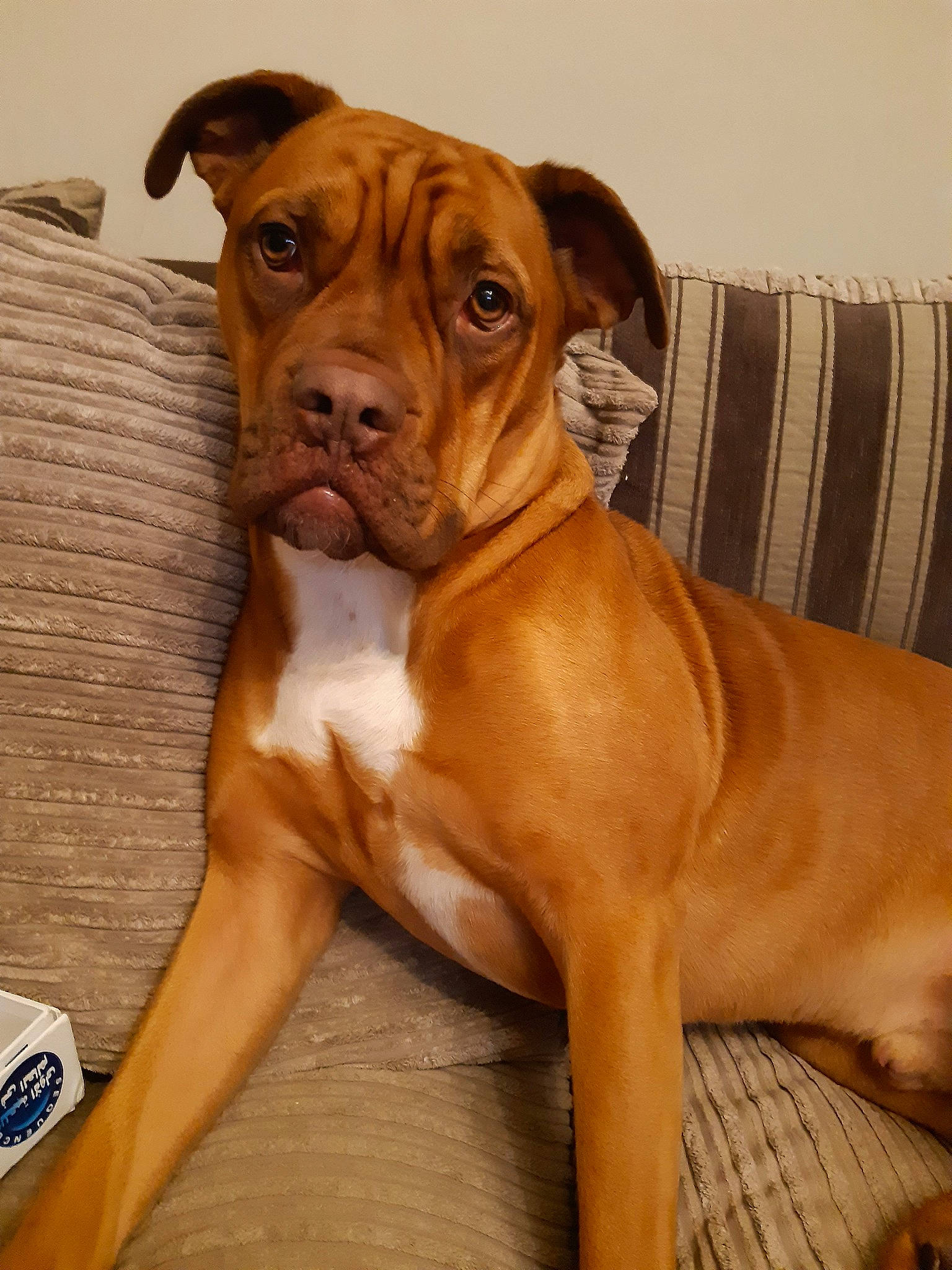 Stanley is registered to the contest to win money with this photo: boxer, bulldog, bullmastiff, canidae, caramel_color, carnivore, companion_dog, dog, dog_breed, dogue_de_bordeaux, fawn, mammal, molosser, non_sporting_group, olde_english_bulldogge, rare_breed_dog, snout, sporting_group, valley_bulldog, vertebrate