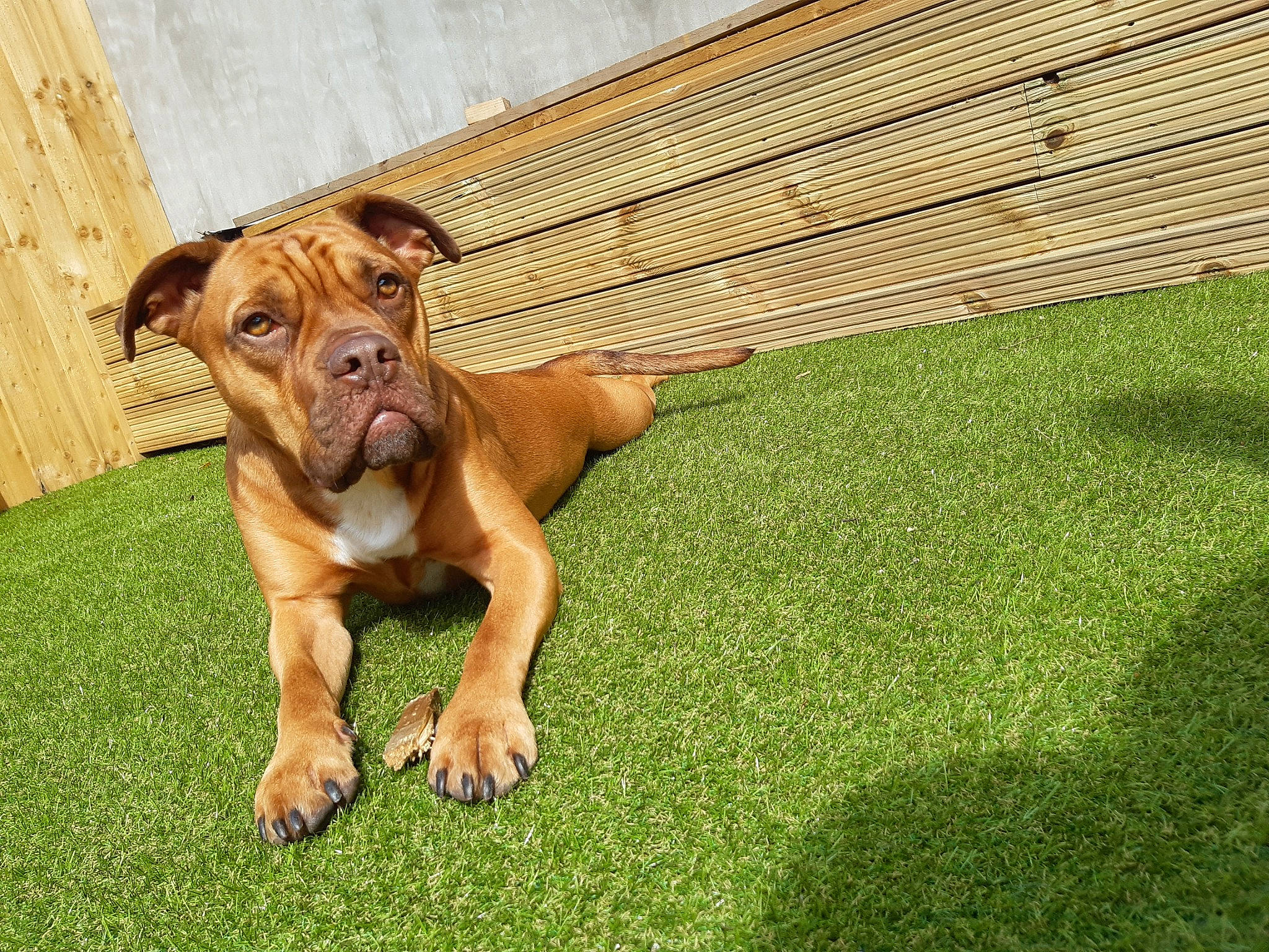 Stanley joined the competition — help win amazing prizes! boerboel, boxer, bullmastiff, canidae, carnivore, companion_dog, dog, dog_breed, fawn, grass, lawn, mammal, molosser, non_sporting_group, plant, rare_breed_dog, snout, sporting_group, tosa, vertebrate