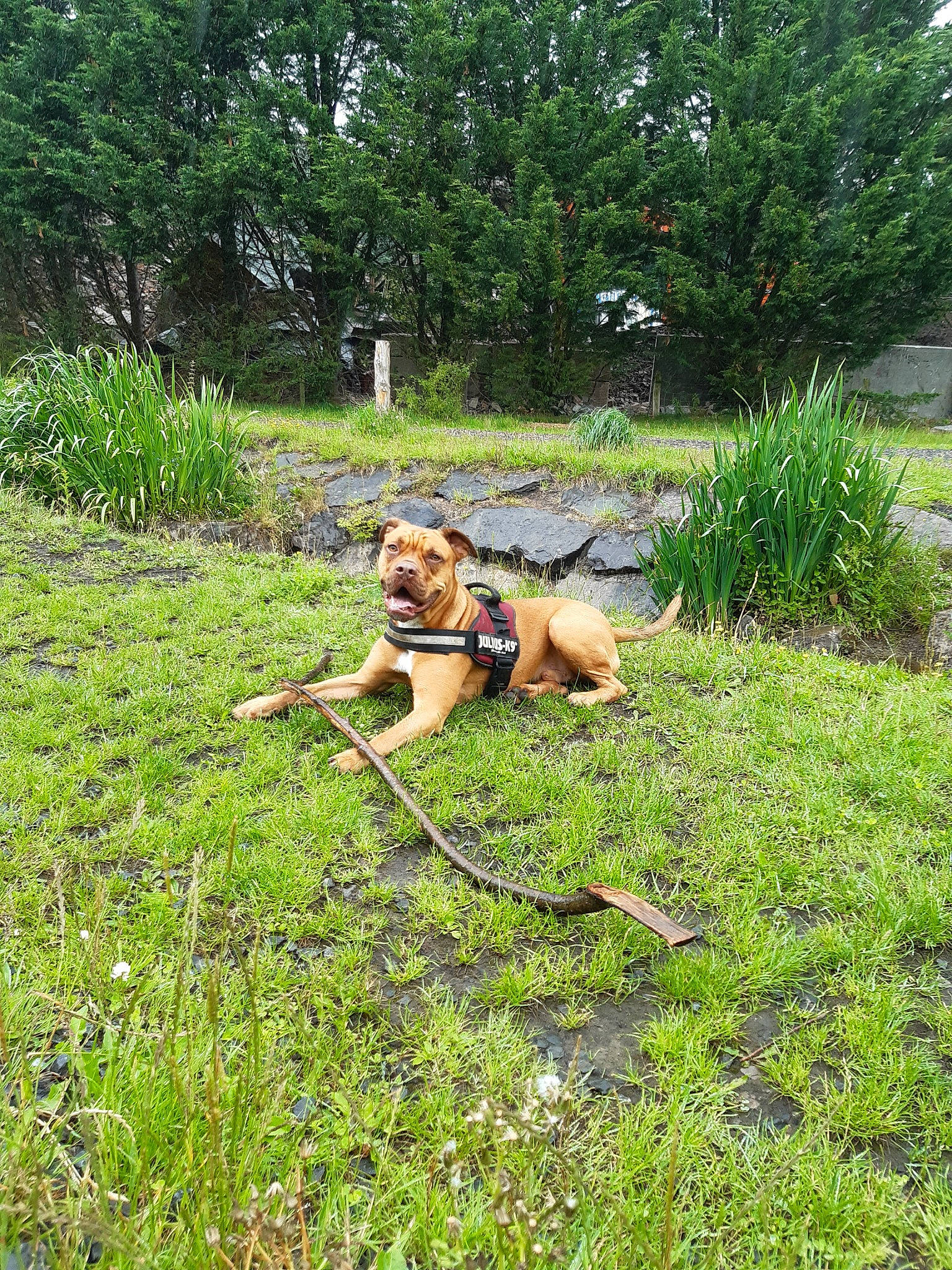 Stanley joined the competition — help win amazing prizes! canidae, carnivore, companion_dog, dog, dog_breed, fawn, grass, lawn, plant, sporting_group